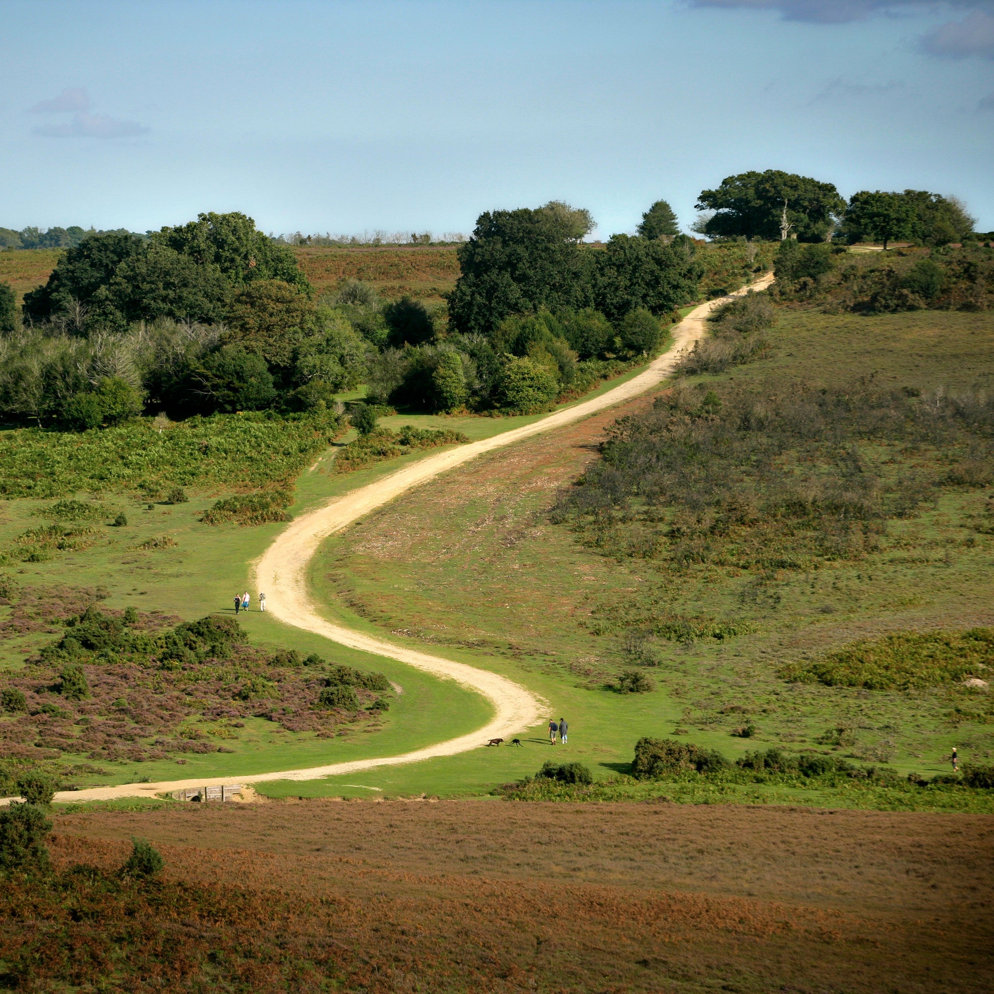 The New Forest Official Map